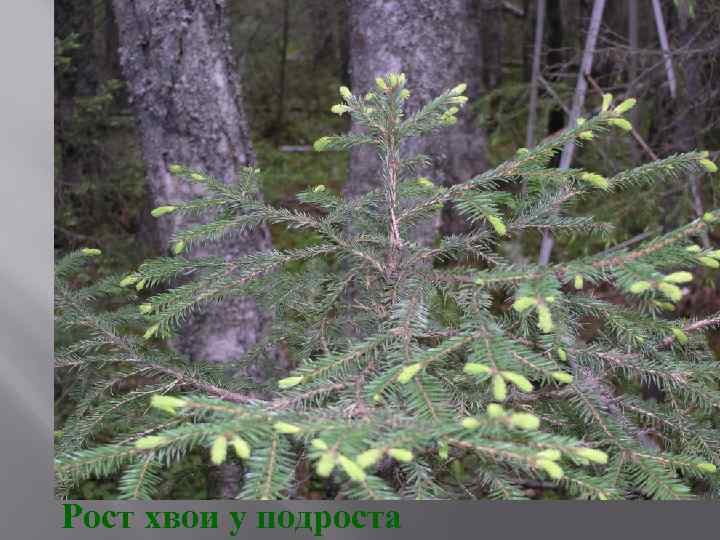 Рост хвои у подроста 