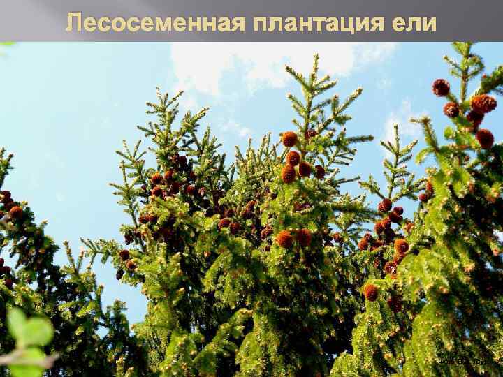 Лесосеменная плантация ели. Фото Н. В. Лаур 