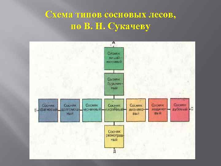 Эдафо фитоценотическая схема сукачева