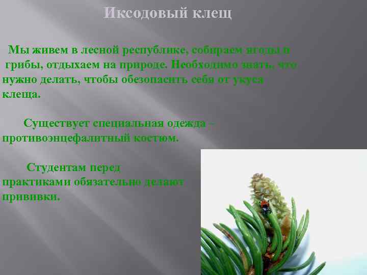 Иксодовый клещ Мы живем в лесной республике, собираем ягоды и грибы, отдыхаем на природе.