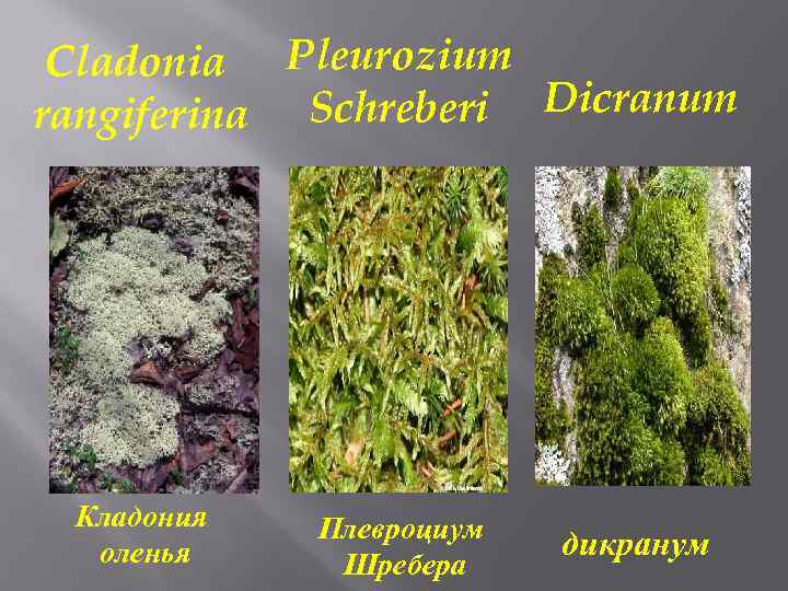 Cladonia Pleurozium Schreberi Dicranum rangiferina Кладония оленья Плевроциум Шребера дикранум 