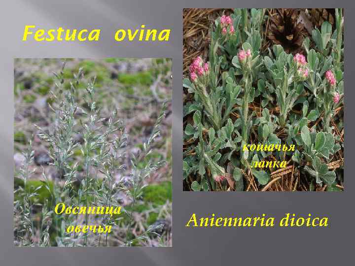 Festuca ovina кошачья лапка Овсяница овечья Aniennaria dioica 