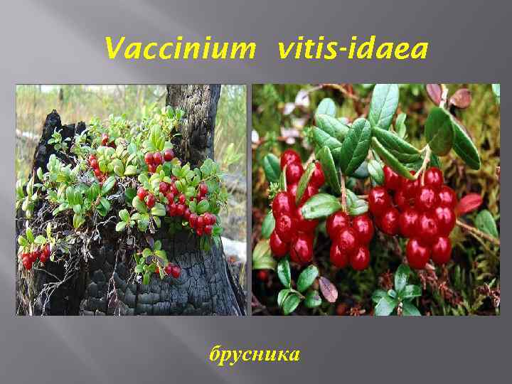 Vaccinium vitis-idaea брусника 