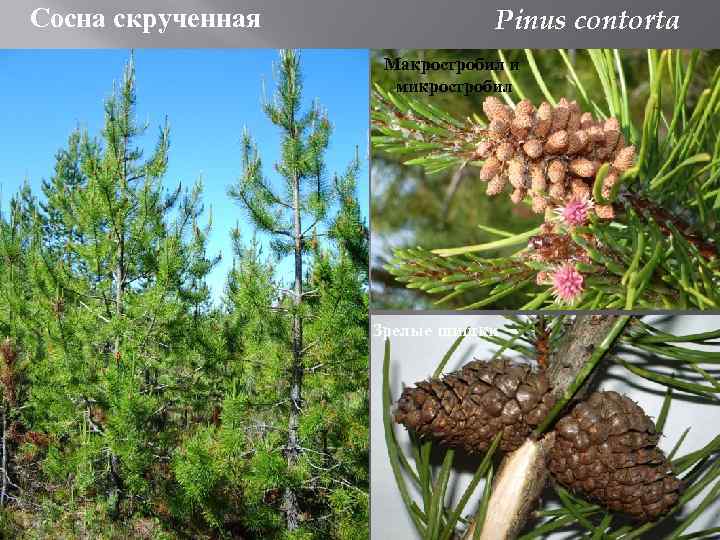 Сосна скрученная Pinus contorta Макростробил и микростробил . Зрелые шишки 