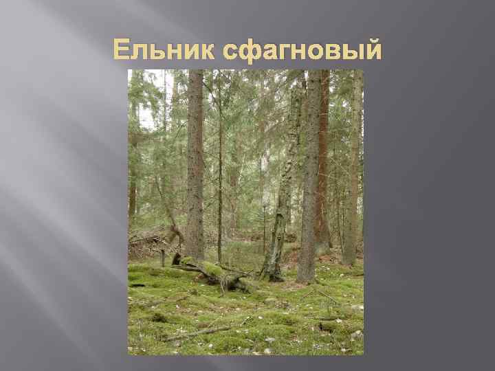 Ельник сфагновый 