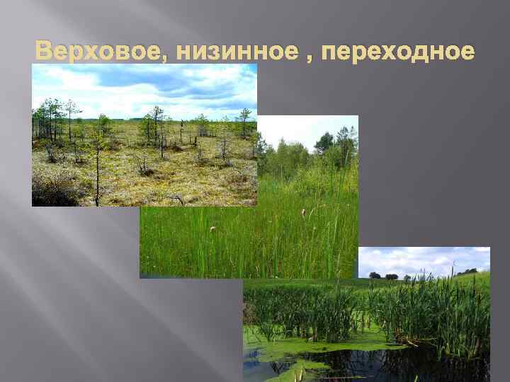 Верховое, низинное , переходное 