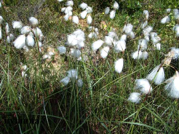 . . пушица Фото Н. В. Лаур 