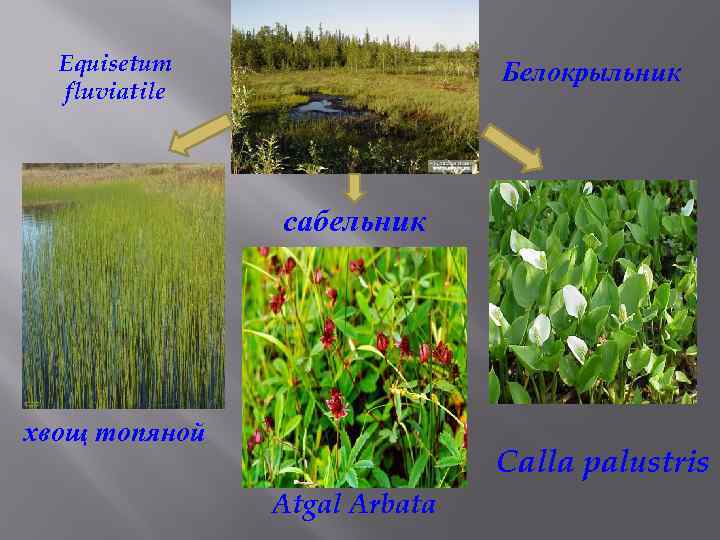 Equisetum fluviatile Белокрыльник сабельник хвощ топяной Calla palustris Atgal Arbata 