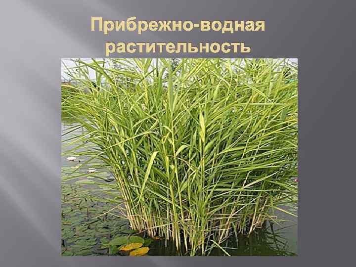 Прибрежно-водная растительность 