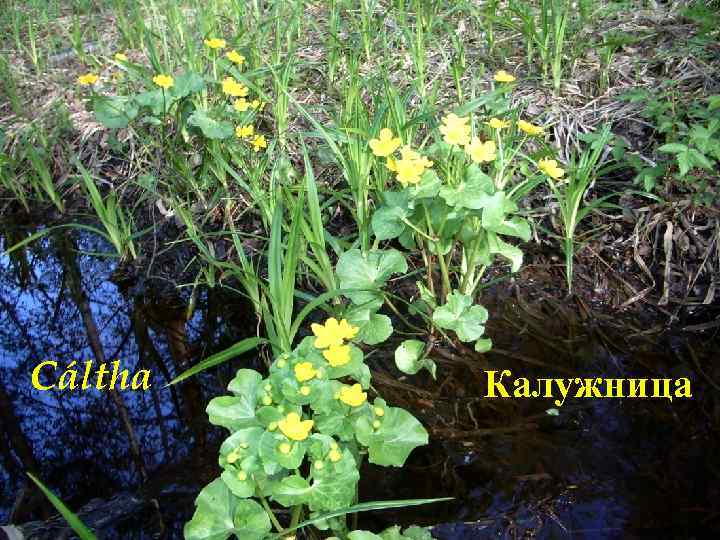 . . Cáltha Калужница Фото Н. В. Лаур 