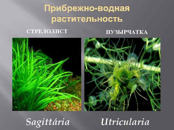 Прибрежно-водная растительность СТРЕЛОЛИСТ Sagittária ПУЗЫРЧАТКА Utricularia 