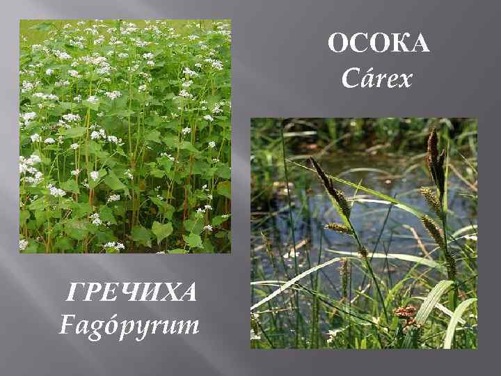 ОСОКА Cárex ГРЕЧИХА Fagópyrum 