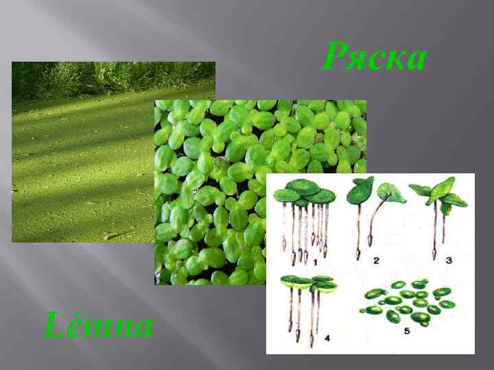 Ряска Lémna 