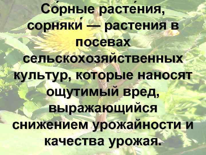 Со рные расте ния, сорняки — растения в посевах сельскохозяйственных культур, которые наносят ощутимый