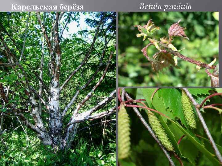 Карельская берёза . Betula pendula 
