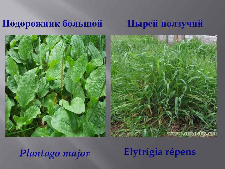 Подорожник большой Plantago major Пырей ползучий Elytrígia répens 