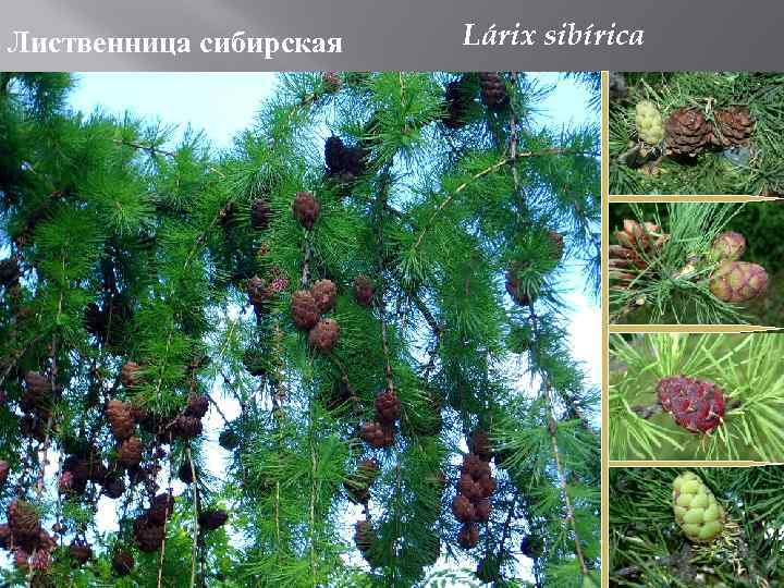 Лиственница сибирская . Lárix sibírica 