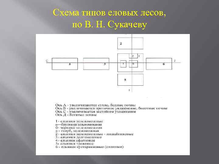 Схема типов еловых лесов, по В. Н. Сукачеву 