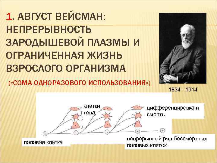 1. АВГУСТ ВЕЙСМАН: НЕПРЕРЫВНОСТЬ ЗАРОДЫШЕВОЙ ПЛАЗМЫ И ОГРАНИЧЕННАЯ ЖИЗНЬ ВЗРОСЛОГО ОРГАНИЗМА ( «СОМА ОДНОРАЗОВОГО