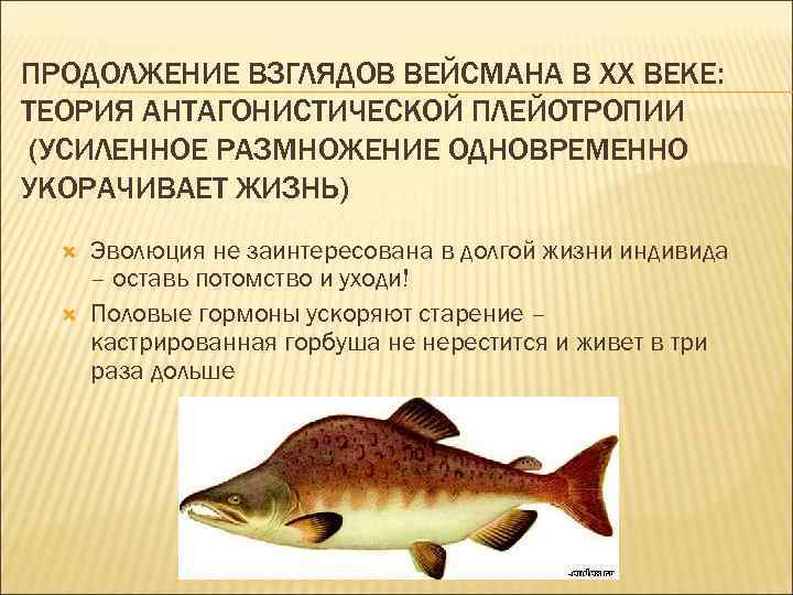 ПРОДОЛЖЕНИЕ ВЗГЛЯДОВ ВЕЙСМАНА В ХХ ВЕКЕ: ТЕОРИЯ АНТАГОНИСТИЧЕСКОЙ ПЛЕЙОТРОПИИ (УСИЛЕННОЕ РАЗМНОЖЕНИЕ ОДНОВРЕМЕННО УКОРАЧИВАЕТ ЖИЗНЬ)