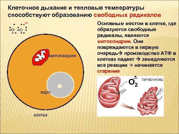 Клеточное дыхание и тепловые температуры способствуют образованию свободных радикалов митохондрия Основным местом в клетке,