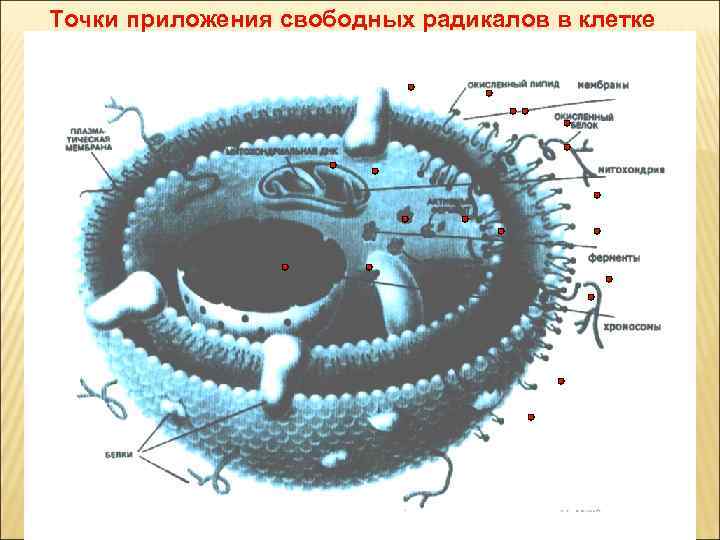 Точки приложения свободных радикалов в клетке 