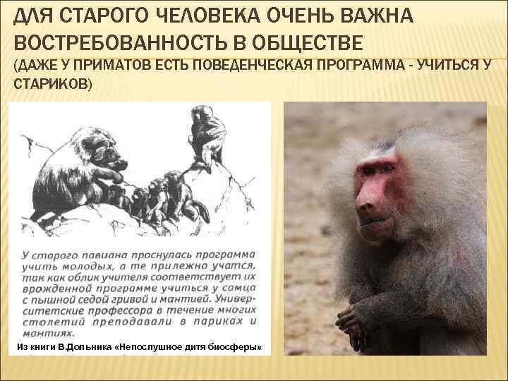 ДЛЯ СТАРОГО ЧЕЛОВЕКА ОЧЕНЬ ВАЖНА ВОСТРЕБОВАННОСТЬ В ОБЩЕСТВЕ (ДАЖЕ У ПРИМАТОВ ЕСТЬ ПОВЕДЕНЧЕСКАЯ ПРОГРАММА