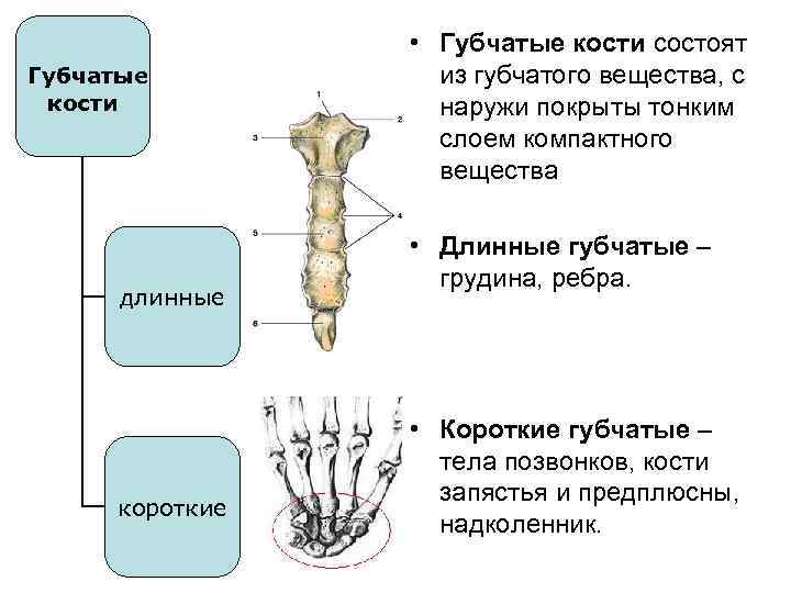 3 губчатые кости. Губчатые кости анатомия. Губчатая кость строение рисунок. Короткие губчатые кости строение. Губчатая кость примеры костей.