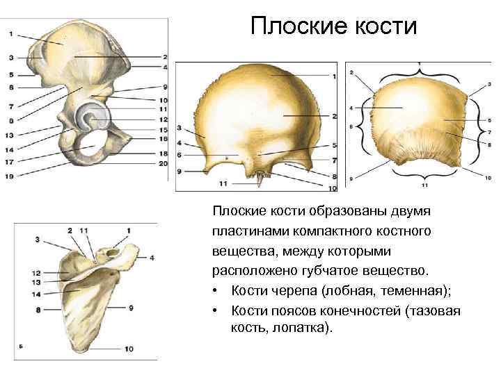Плоские кости образованы двумя пластинами компактного костного вещества, между которыми расположено губчатое вещество. •