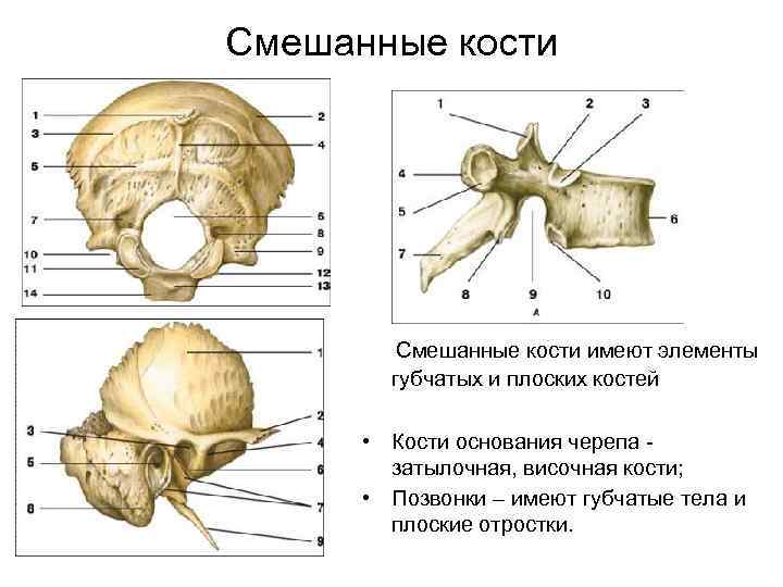 Смешанные кости имеют элементы губчатых и плоских костей • Кости основания черепа затылочная, височная