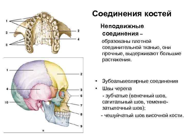 Все кости черепа соединены друг с другом. Соединения костей черепа анатомия швы. Соединение костей мозгового отдела черепа. Соединение костей лицевого черепа. Схема соединения костей черепа.