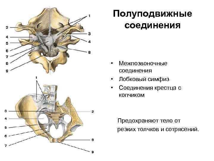 Лобковые кости полуподвижные. Крестцово копчиковый сустав строение. Лобковый симфиз полуподвижное соединение. Соединение костей крестца и копчика. Соединения крестца и копчика анатомия.