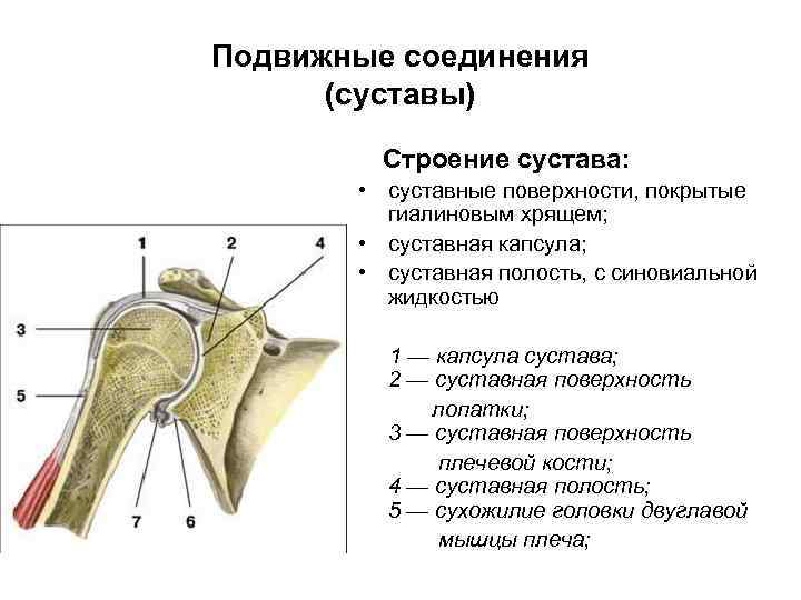 Сустав картинка с подписями