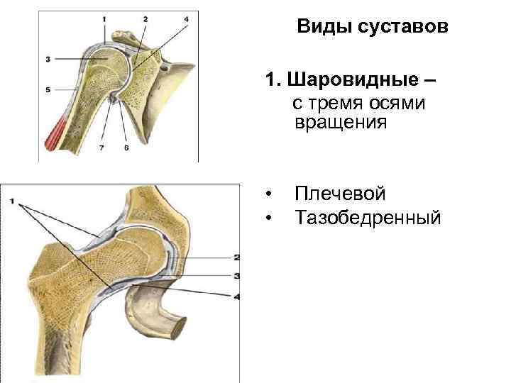 Виды суставов