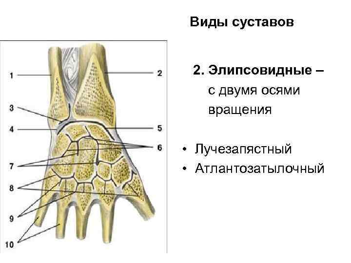 Виды суставов 2. Элипсовидные – с двумя осями вращения • Лучезапястный • Атлантозатылочный 