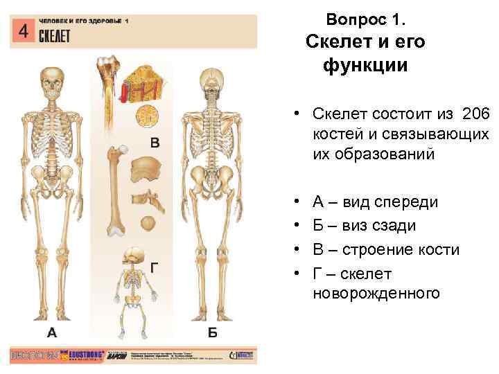 Вопрос 1. Скелет и его функции • Скелет состоит из 206 костей и связывающих