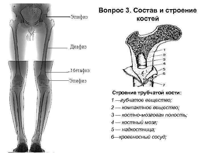 Вопрос 3. Состав и строение костей Строение трубчатой кости: 1 —губчатое вещество; 2 —