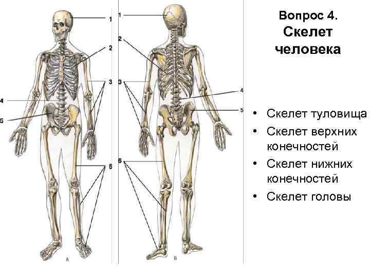 Скелет туловища верхних конечностей