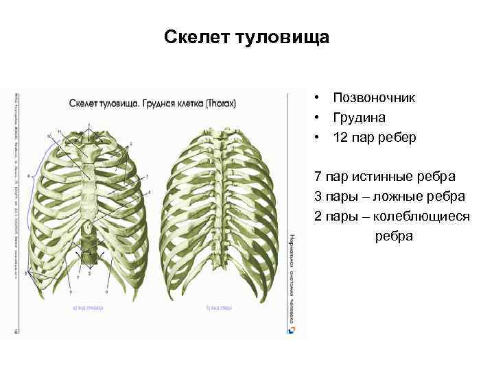 Скелет туловища тест. Блок схема скелет туловища Грудина столб. Блок схема скелет туловища. Атипичными в строении скелета туловища являются 2 пары ребер.