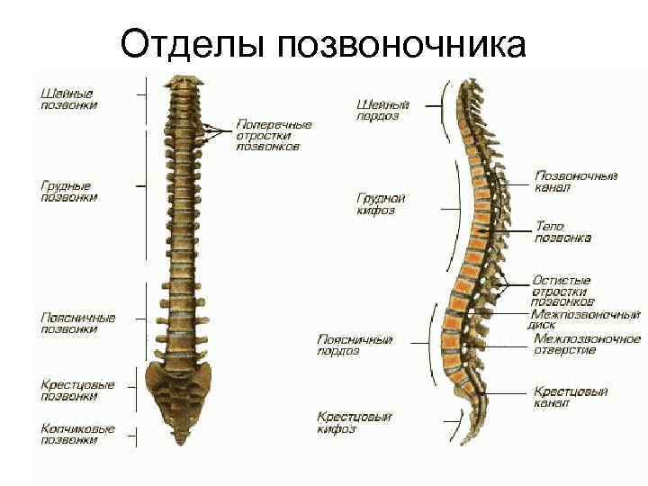 Отделы позвоночника 