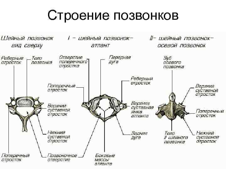 Строение позвонков 