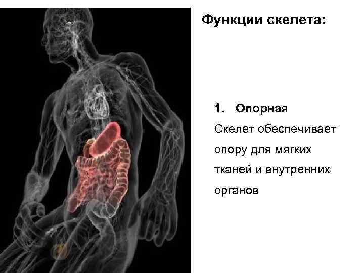 Функции скелета: 1. Опорная Скелет обеспечивает опору для мягких тканей и внутренних органов 