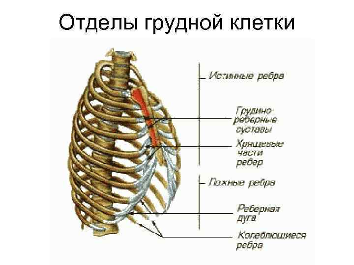 Отделы грудной клетки 
