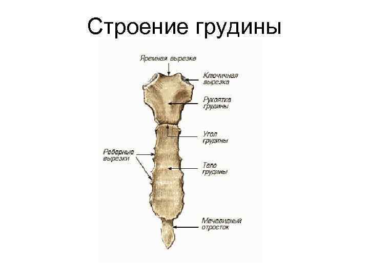 Строение грудины 