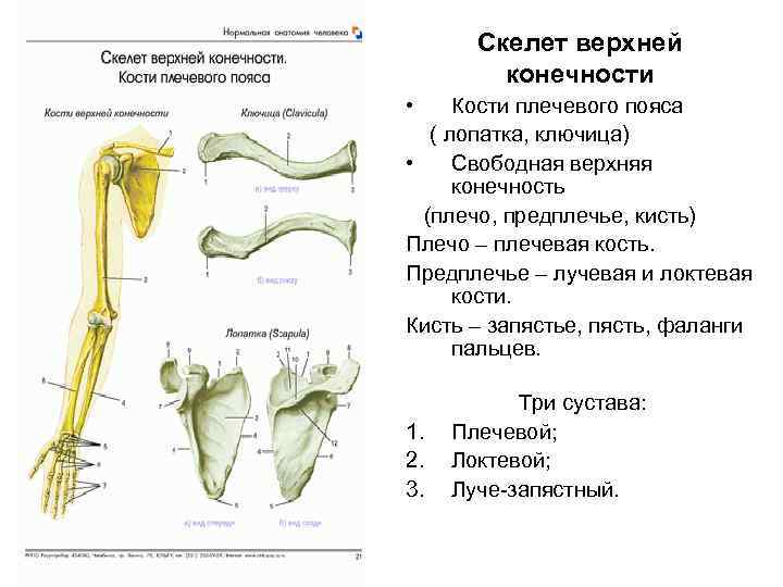 Скелет верхних конечностей скелет плечевого пояса