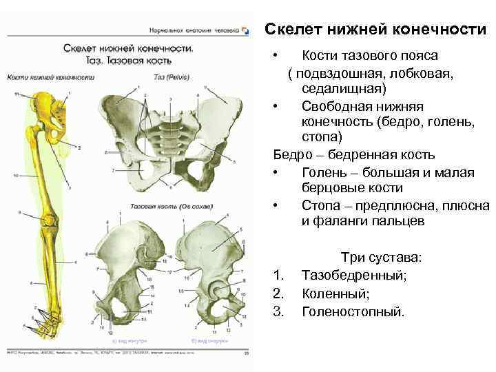 Скелет нижней конечности • Кости тазового пояса ( подвздошная, лобковая, седалищная) • Свободная нижняя