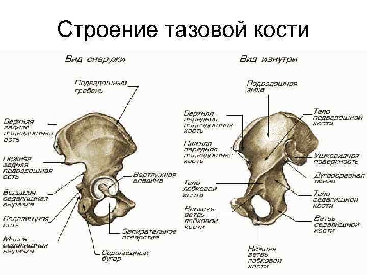 Строение тазовой кости 