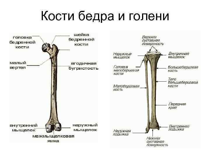 Итоговая работа по биологии 8 класс какой буквой на рисунке обозначена бедренная кость 2 вариант