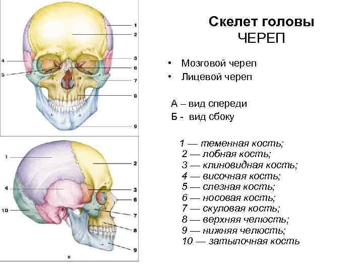 Скелет головы ЧЕРЕП • Мозговой череп • Лицевой череп А – вид спереди Б