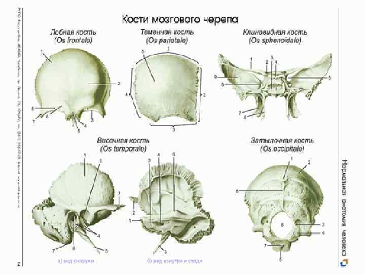 Лобная теменная затылочная кость. Кости мозгового отдела черепа. Строение костей мозгового черепа. Строение костей мозгового отдела черепа человека. Лобная кость затылочная кость височная кость.